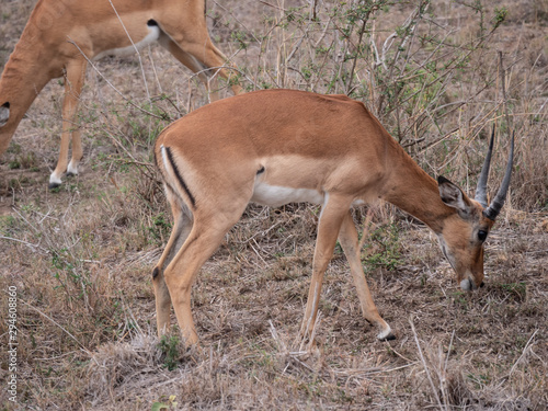 impala in africa