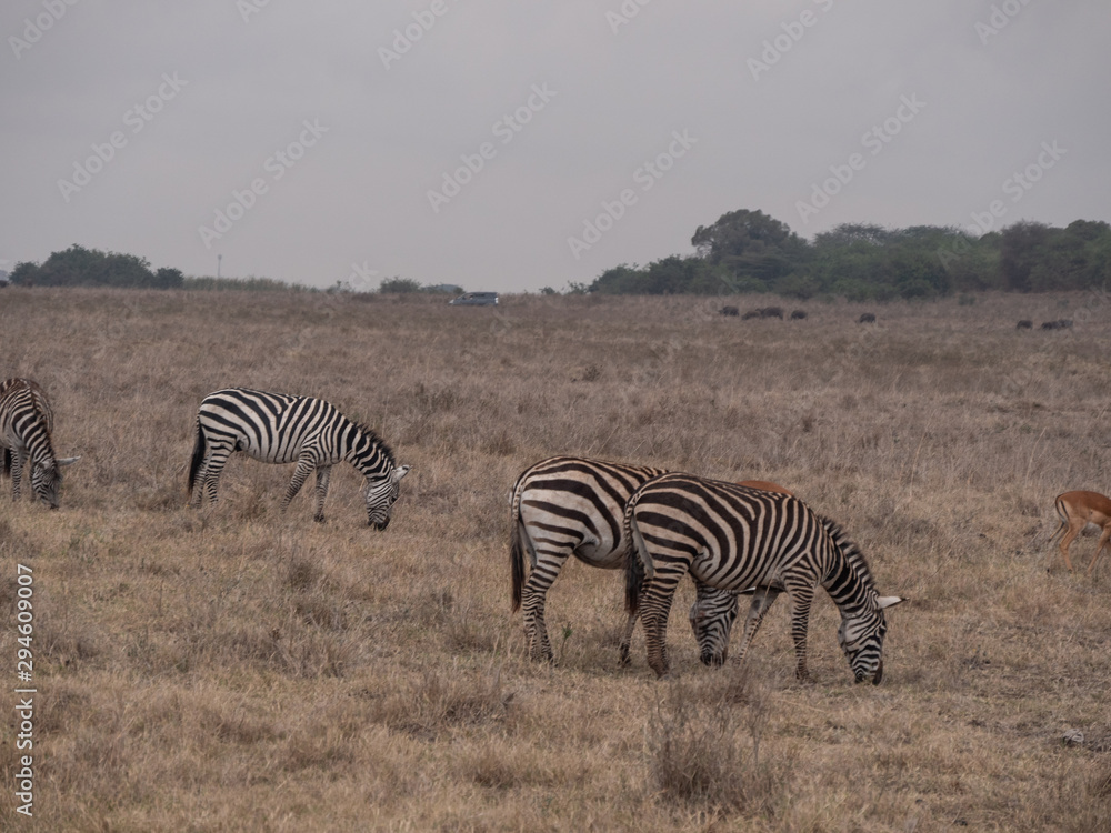 zebra in nairobi national park zebra in nairobi national park