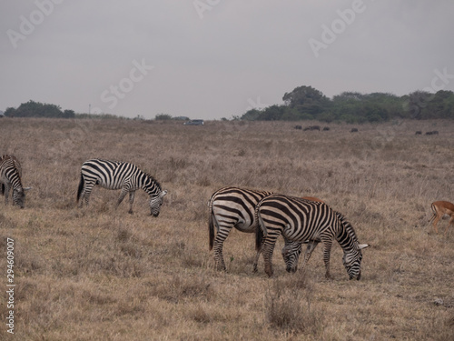 zebra in nairobi national park