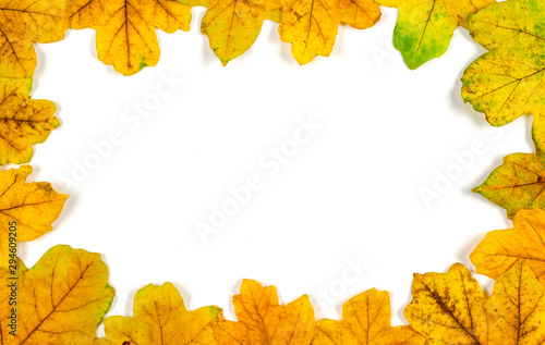 Autumn composition indoor on paper white background .Frame of rusty orange leaves with center copy space for text . Top view , , flat lay .