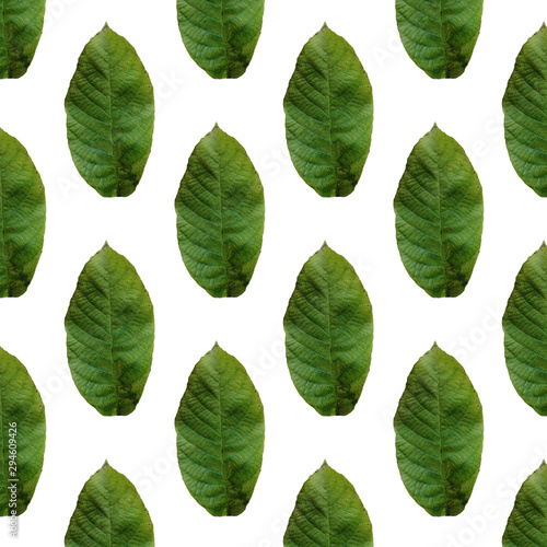 Seamless pattern of summer leaves. Print of green walnut leaf on a white background. © Мария Падалец