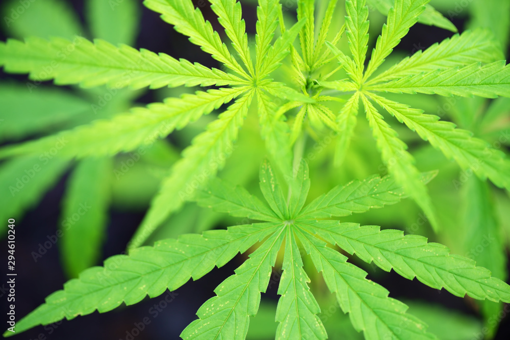 close up of fresh cannabis leaf background close up of fresh cannabis leaf background