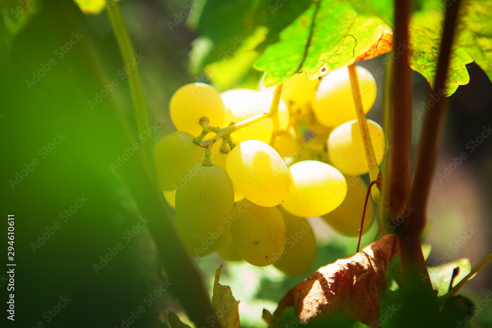 bunch of sweet grapes in the sunlight bunch of sweet grapes in the sunlight