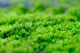 Close-up moss, full color green