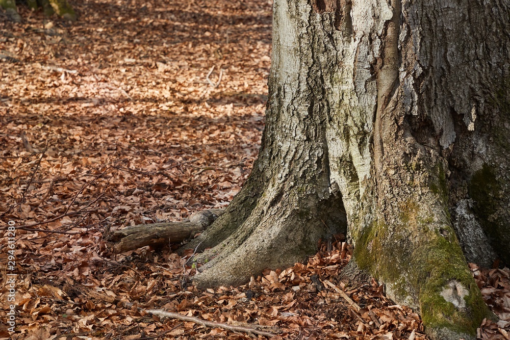 Tree trunk in a forest with fallen autumn leaves Tree trunk in a forest with fallen autumn leaves