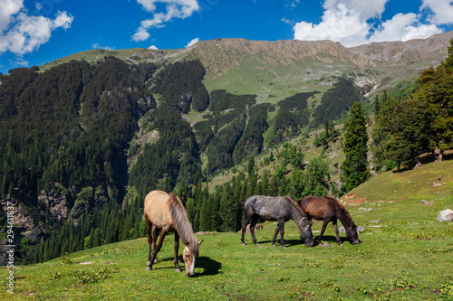 Horses in mountains. Himachal Pradesh, India © Dmitry Rukhlenko