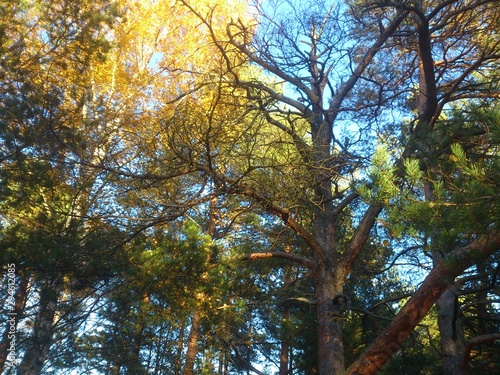 tree in autumn