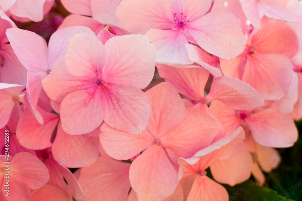 pretty pink hydrangea flowers closeup