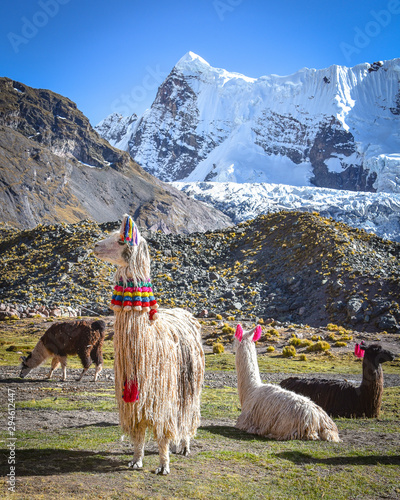 Llama pack in Cordillera Vilcanota, Ausungate, Cusco, Peru photo