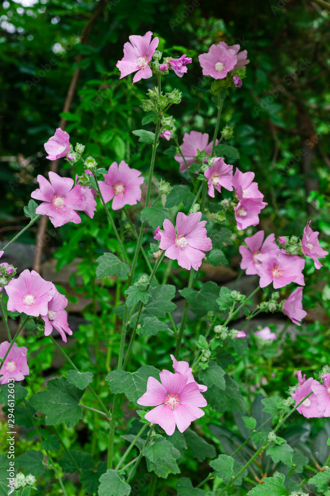Pink flower Pink flower