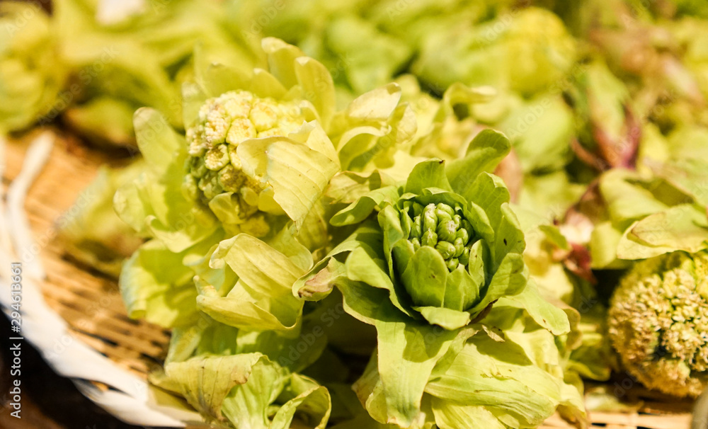 Fototapeta premium 雪国に春を告げる山菜、ふきのとう