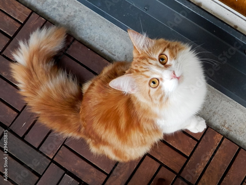 Curious ginger cat looking up at the camera.