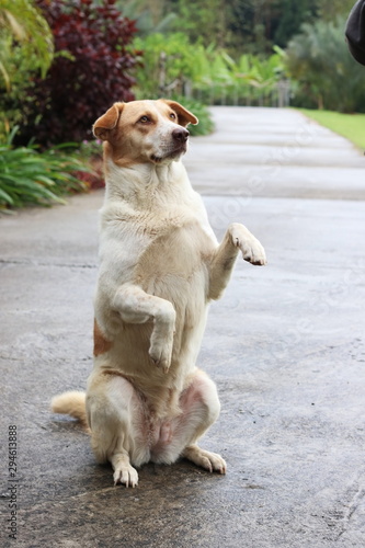Dogs standing two legs on the road.