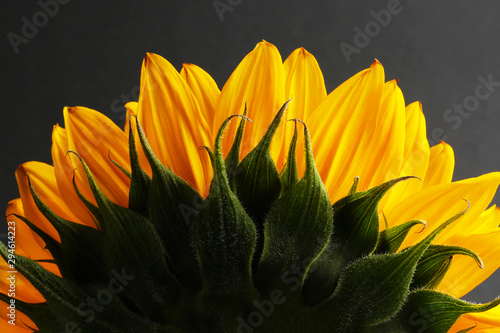 Sunlower blossom colorful natural plant close up macro photo photo