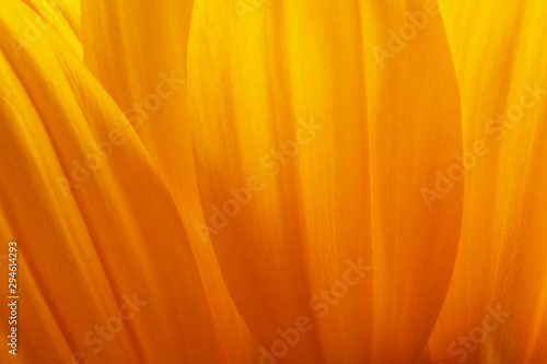 Sunlower blossom colorful natural plant close up macro photo