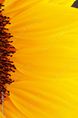 Sunlower blossom colorful natural plant close up macro photo