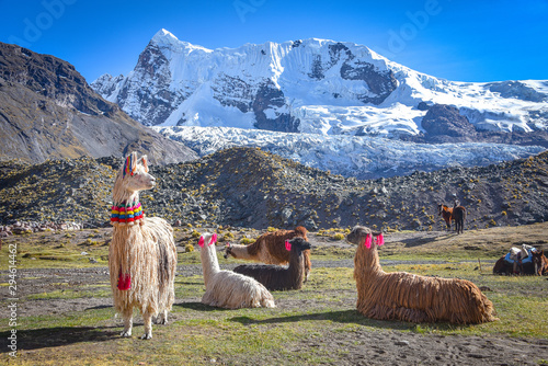 Llama pack in Cordillera Vilcanota, Ausungate, Cusco, Peru photo