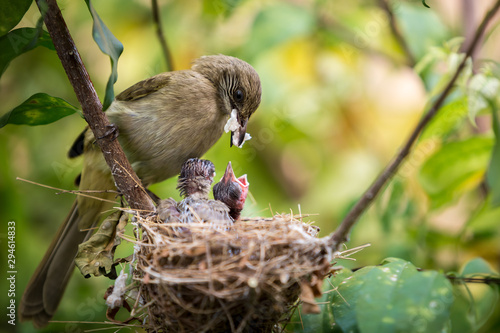 Slika na platnu Mother bird feeding her newborn baby in nest on the tree.