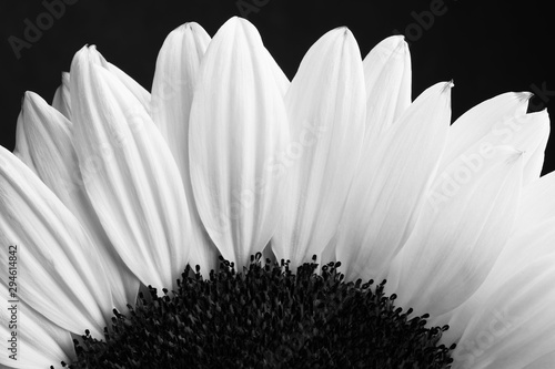 Sunlower blossom colorful natural plant close up macro photo