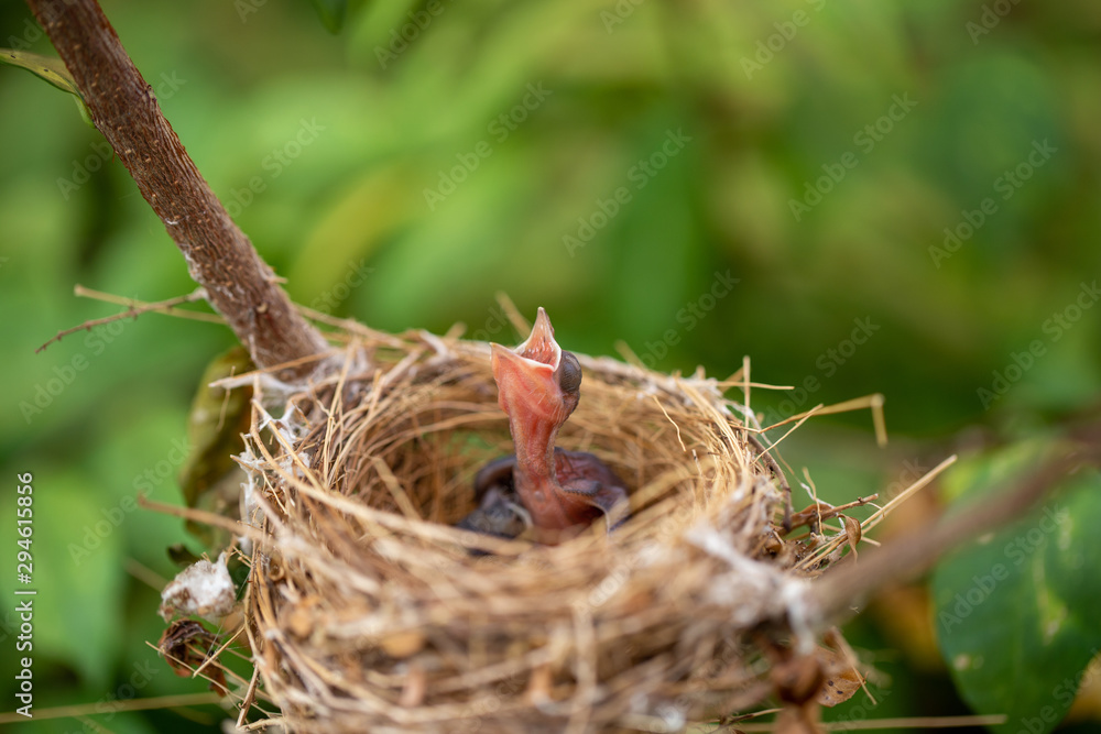 Fototapeta premium Close-up, two newborn baby birds in the nest on the branches in nature.