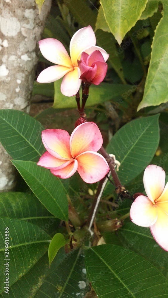 flowers flowers