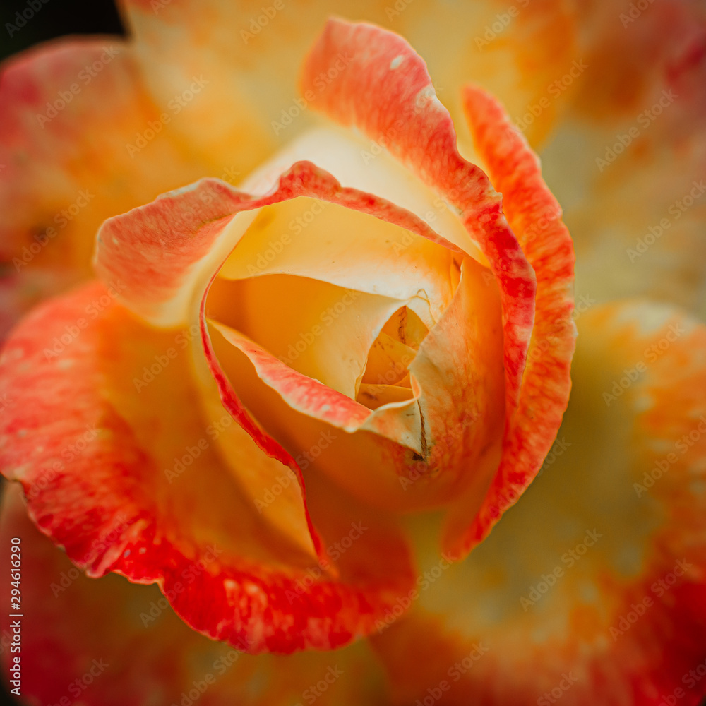 tender bud of a red-yellow rose on a bush in the garden. An interesting mix of colors. Selection in horticulture. tender bud of a red-yellow rose on a bush in the garden. An interesting mix of colors. Selection in horticulture.