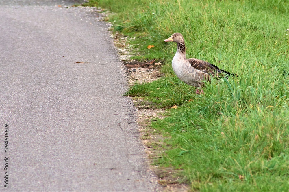 duck on the edge of the road duck on the edge of the road