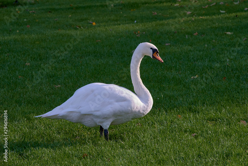 swan on a green field