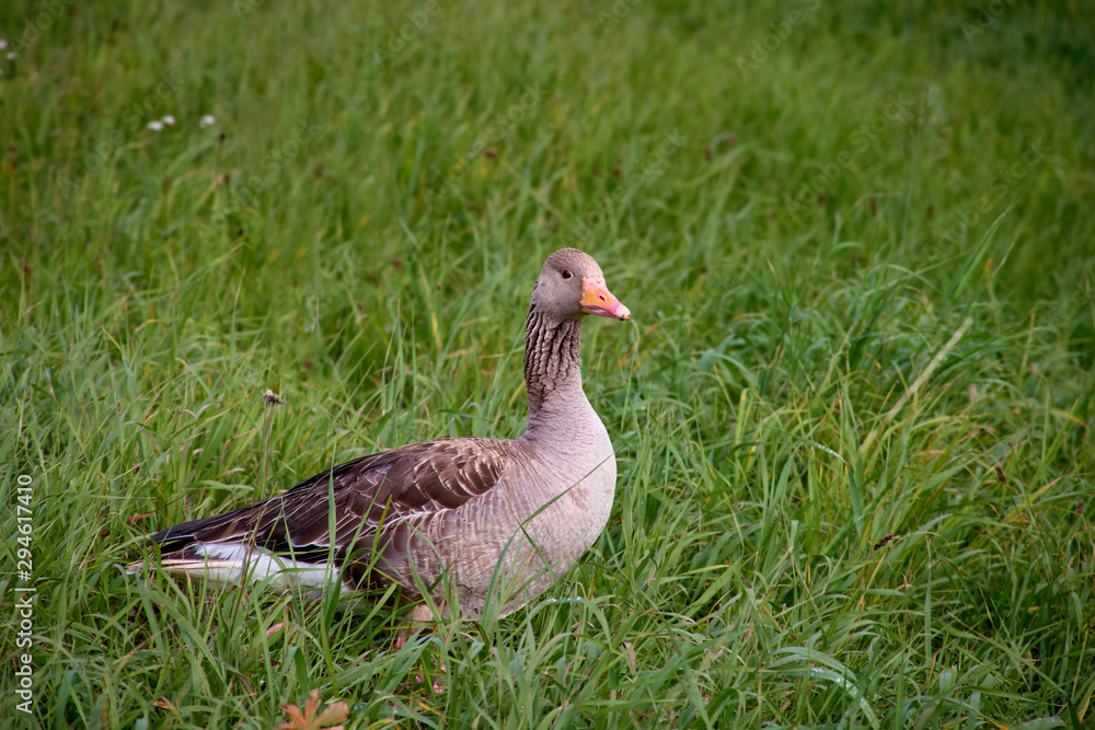 duck on a green field duck on a green field