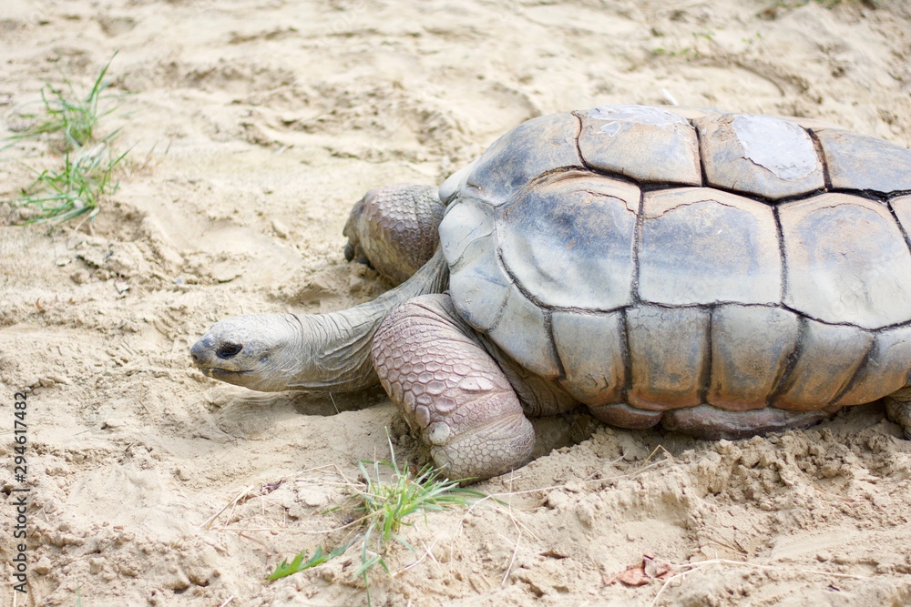 ALDABRA GIANT TORTOISE or GEOCHELONE GIGANTEA in sand pit and sunshine. ALDABRA GIANT TORTOISE or GEOCHELONE GIGANTEA in sand pit and sunshine.