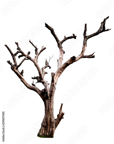 Foto Dead tree isolated on white background with clipping path