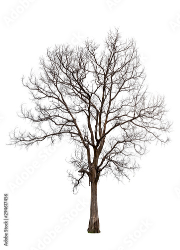 Dead tree isolated on white background with clipping path, Dead and dry tree