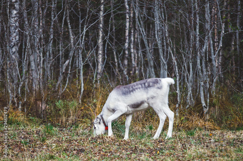 Group herd of deer caribou reindeers  Finnish forest reindeer  pasturing in Oulanka National Park  a finnish national park in the Northern Ostrobothnia and Lapland regions of Finland