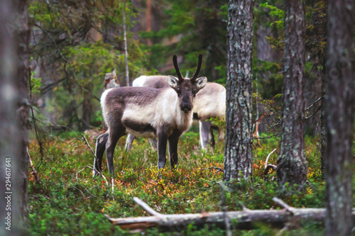 Group herd of deer caribou reindeers, Finnish forest reindeer, pasturing in Oulanka National Park, a finnish national park in the Northern Ostrobothnia and Lapland regions of Finland photo