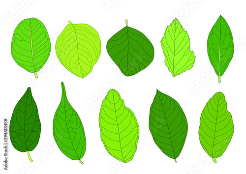 Green Leaves fresh abstract isolated on white background illustration vector 