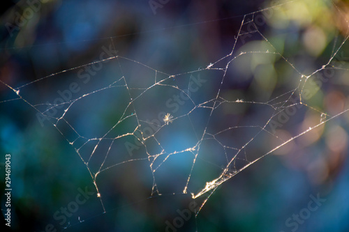 Spider web. Spider. light beam