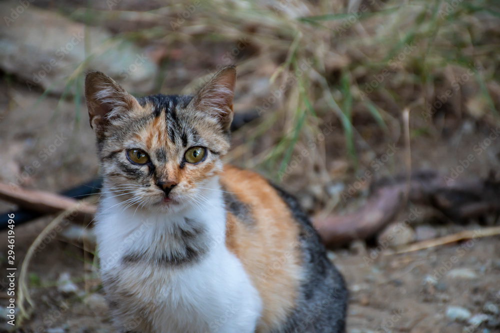 cute calico cat. garden cat. cute calico cat. garden cat.