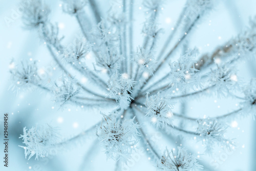 Frozen flower in blue tone  very shallow focus