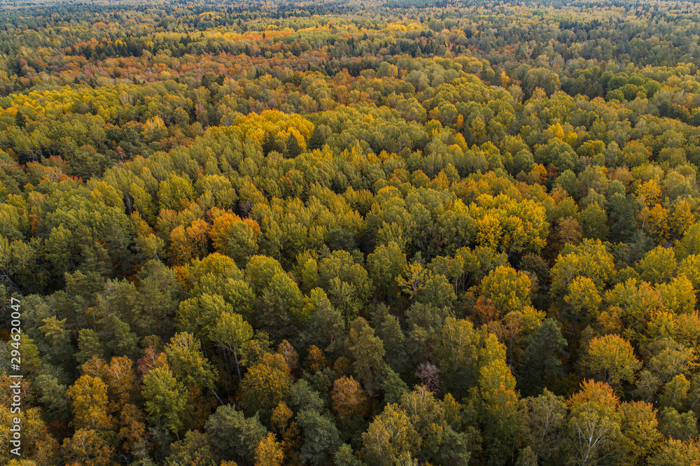 Aerial view of thick forest in colourful autumn season in Gauja National Park, latvia.