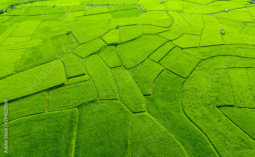Aerial view of agriculture in rice fields for cultivation in Nan Province, Thailand. Natural the texture for background