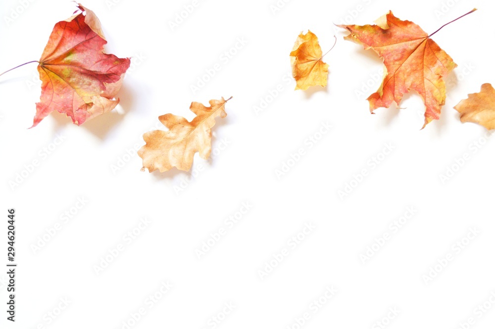 Flat lay style photography red maple and yellow oak leaves on a white background. Autumn border, mockup and banner
