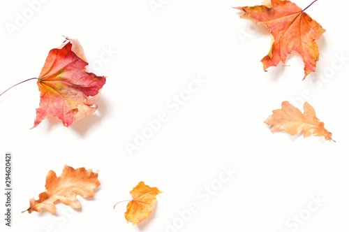 Autumn season mockup. Red maple and yellow oak leaves on a white background. Flat lay composition photo in elegant style