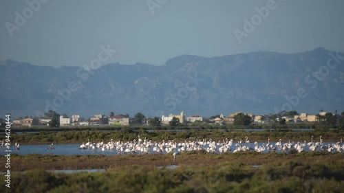 Flamingos in Ebro Delta nature park, Tarragona, Catalunya, Spain. photo