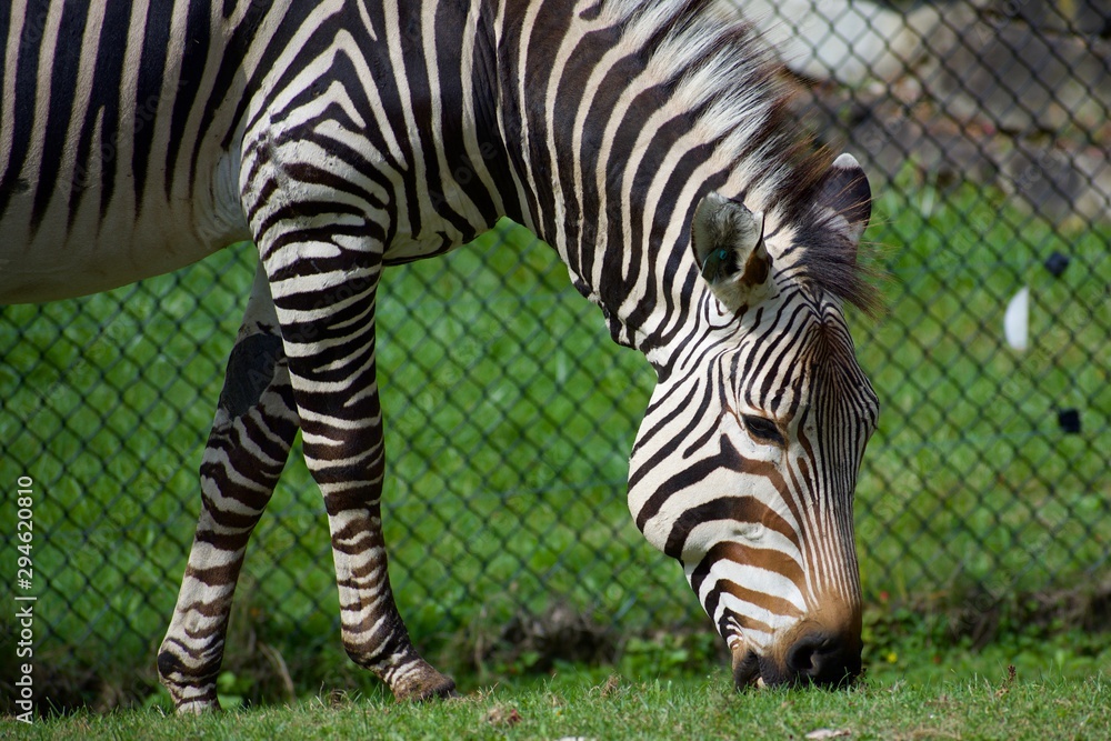 EQUUS ZEBRA HARTMANNAE or Hartmann's mountain zebra against a fence in a zoo. Grazing on grass in sunshine EQUUS ZEBRA HARTMANNAE or Hartmann's mountain zebra against a fence in a zoo. Grazing on grass in sunshine