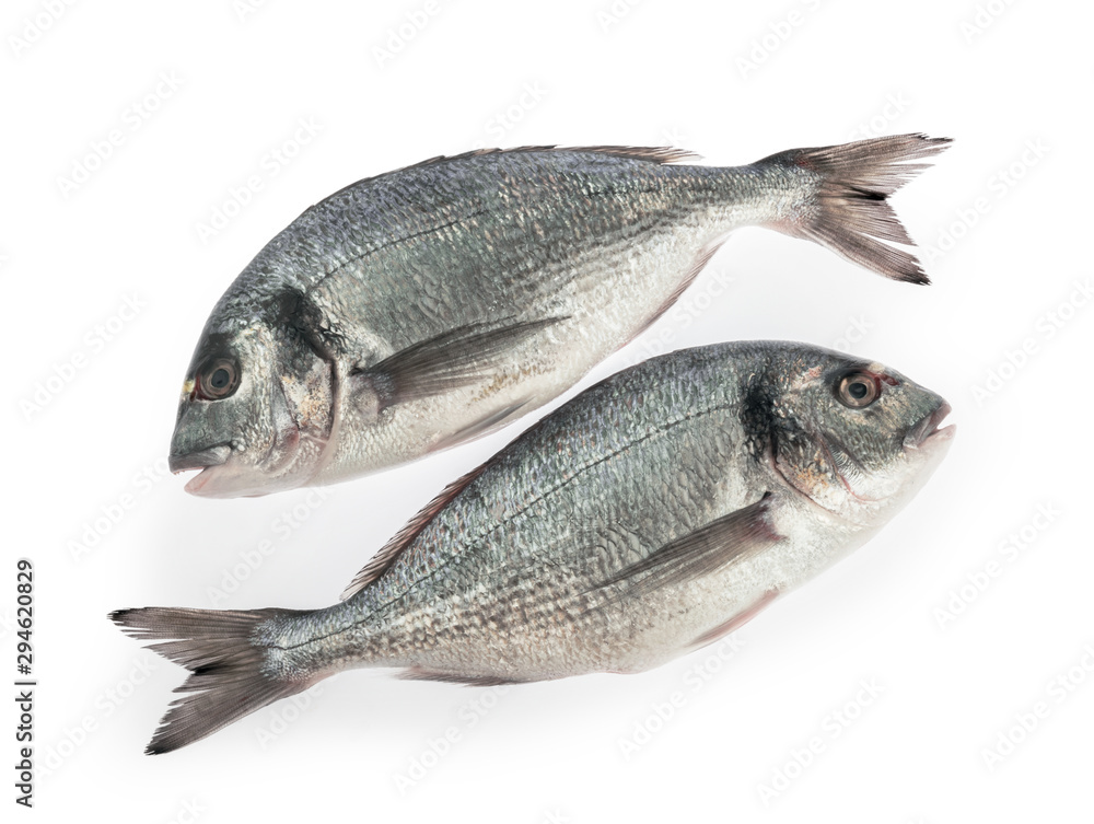 dorado fish isolated white background dorado fish isolated white background