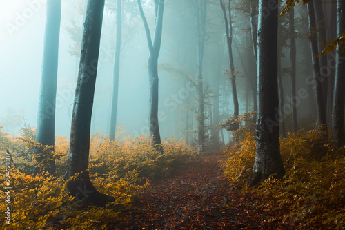 Panoramic trail in foggy forest. Creepy light inside the forest during autumn misty morning