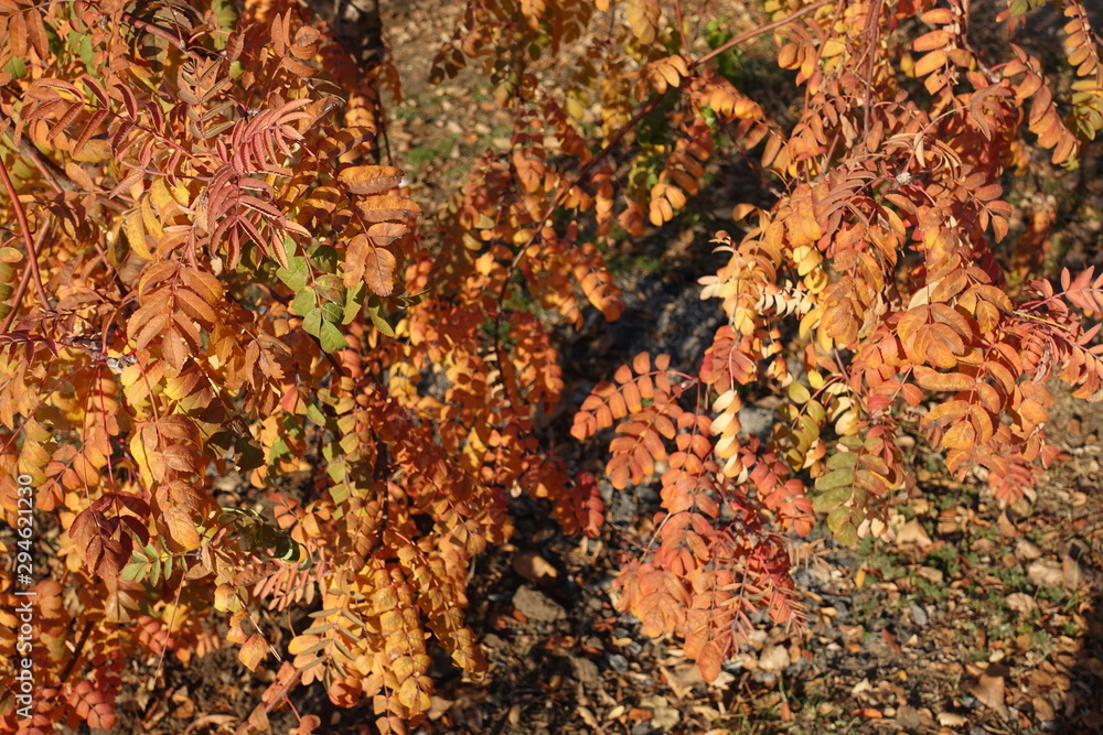 Branches of rowan with orange leaves in autumn Branches of rowan with orange leaves in autumn