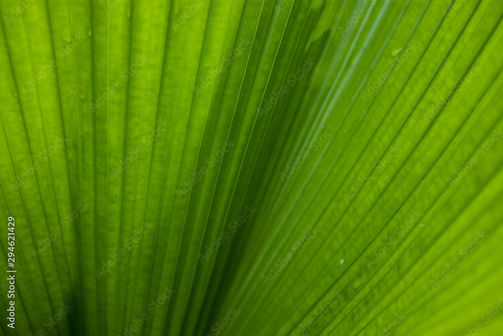 green leaf background