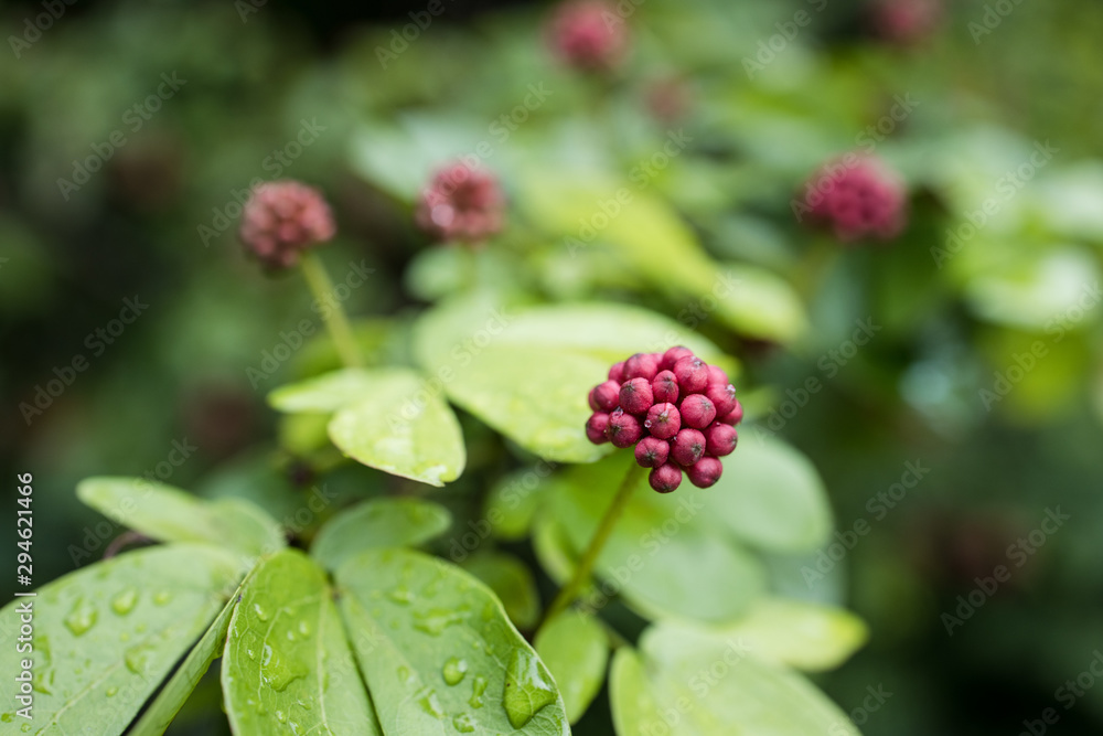 red berries on a branch red berries on a branch