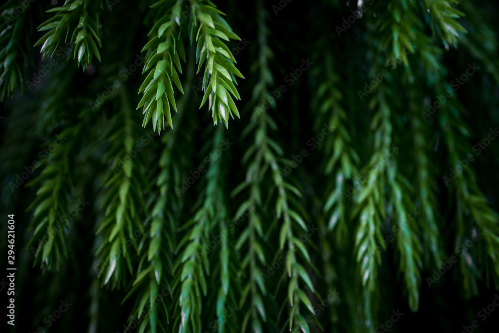 green grass background